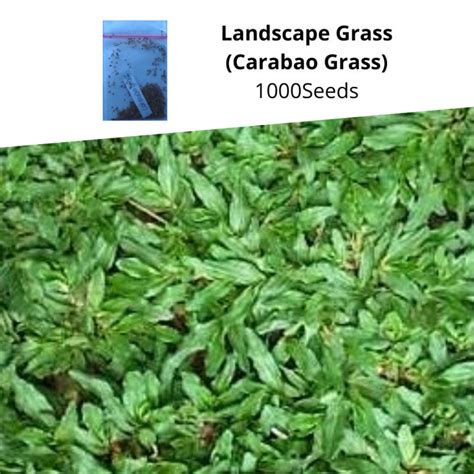 grass in the philippines|TABLE OF CONTENTS .